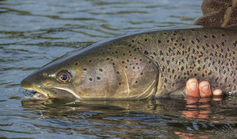 10 điều quyến rũ du khách cần làm ngay khi đến vương quốc "thiên lý mã" - 9