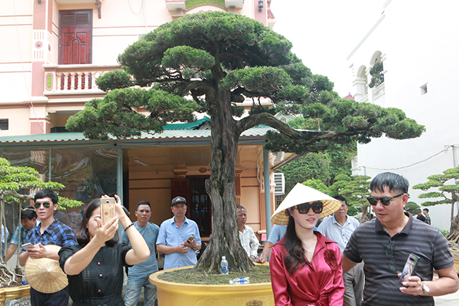 Tại vườn cây di sản duy nhất Việt Nam của anh Phan Văn Toàn (còn gọi là Toàn “đô la”, ở TP. Việt Trì, Phú Thọ) mới xuất hiện một cây duyên tùng có dáng thế rất hiện đại, mang phong cách quốc tế. Hàng ngày, có rất nhiều các đoàn khách ghé thăm, chiêm ngưỡng
