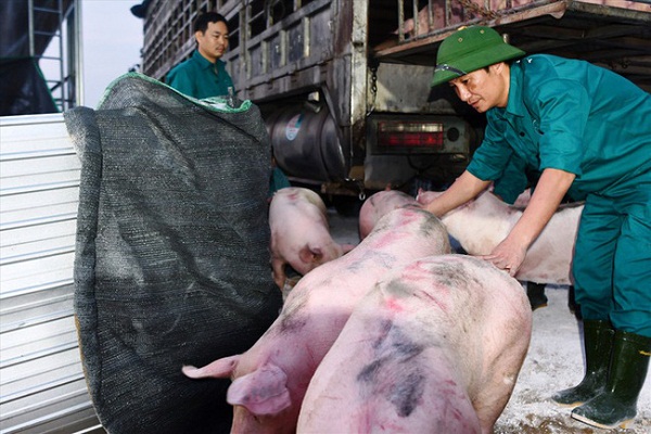 Giá lợn hơi có giảm khi lợn Thái Lan chính thức “đổ bộ” thị trường Việt? - 1