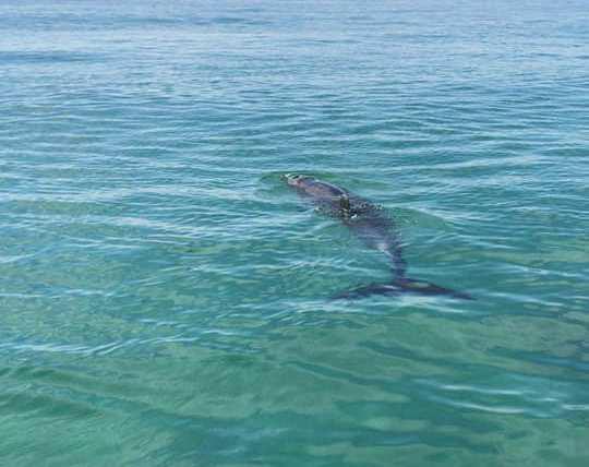 Khánh Hòa: Cá voi lớn xuất hiện, "nhảy múa" trên vịnh Cam Ranh - 2