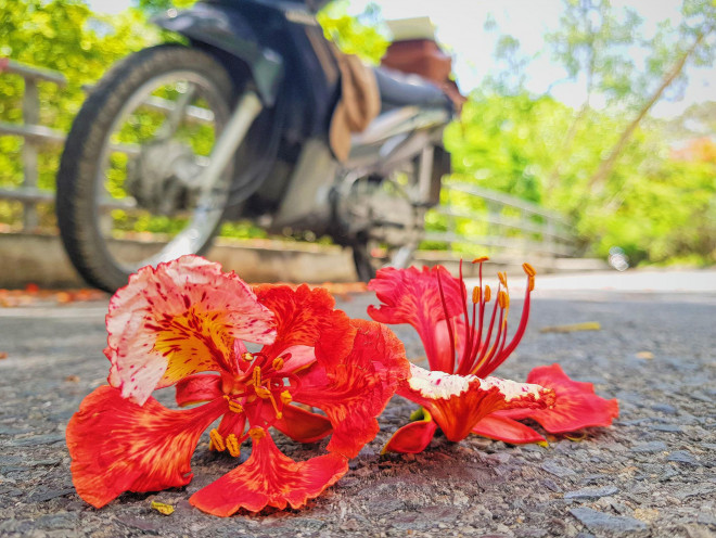 Giới trẻ Sài Gòn truyền tai nhau trải nghiệm con đường mùa hè đẹp nhất thành phố biển Vũng Tàu - 5