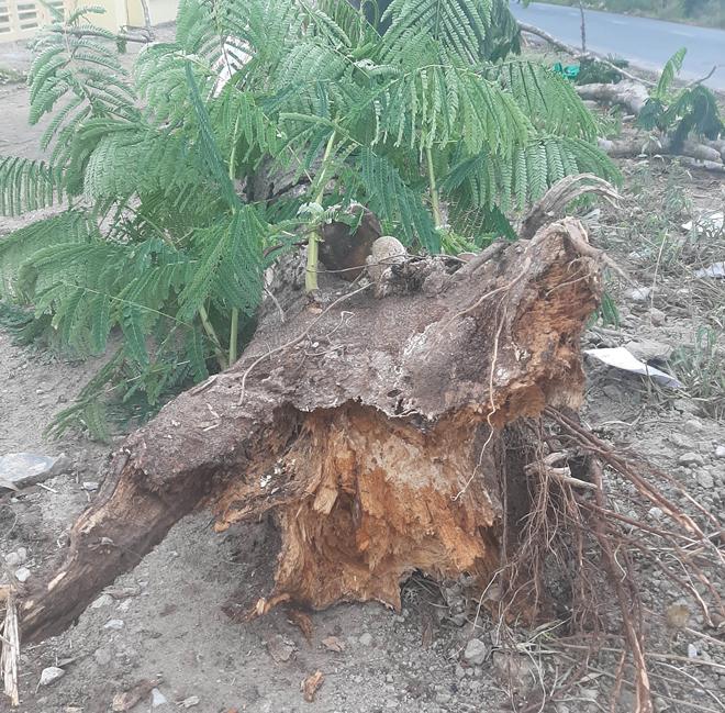 Xem xét trách nhiệm vụ cây phượng đổ đè chết nữ điều dưỡng - 2