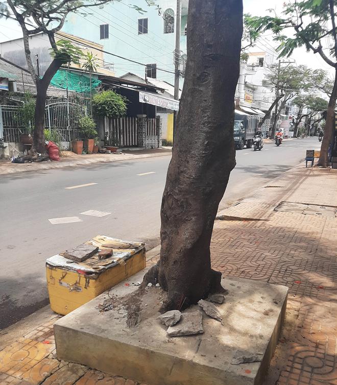 Xem xét trách nhiệm vụ cây phượng đổ đè chết nữ điều dưỡng - 4