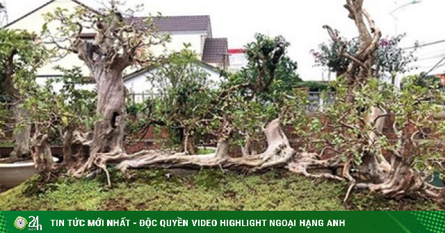 Những màn sang tay ổi bonsai dáng “kỳ quái” khiến đại gia ...