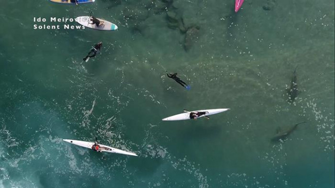 Cảnh tượng rợn người khi đàn cá mập “bao vây” thuyền kayak ngoài khơi - 4