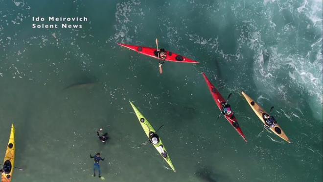 Cảnh tượng rợn người khi đàn cá mập “bao vây” thuyền kayak ngoài khơi - 3