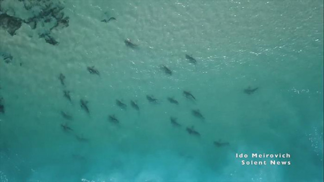 Cảnh tượng rợn người khi đàn cá mập “bao vây” thuyền kayak ngoài khơi - 6