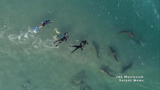 Cảnh tượng rợn người khi đàn cá mập “bao vây” thuyền kayak ngoài khơi - 5