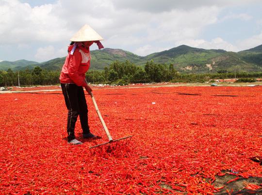 Ớt rớt giá 50 lần, bán 1kg không mua nổi gói mì tôm - 1