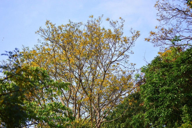 Rực rỡ mùa hoa lim xẹt trên bán đảo Sơn Trà - 6