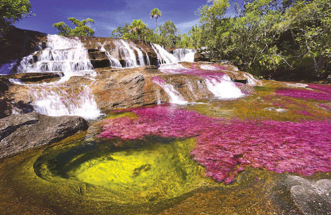 Cano Cristales - kỳ quan thiên nhiên của Colombia - 1