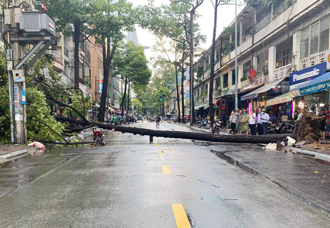 TP.HCM: Cây xanh bật gốc đè nát ô tô, xe máy, nhiều người bị thương - 1