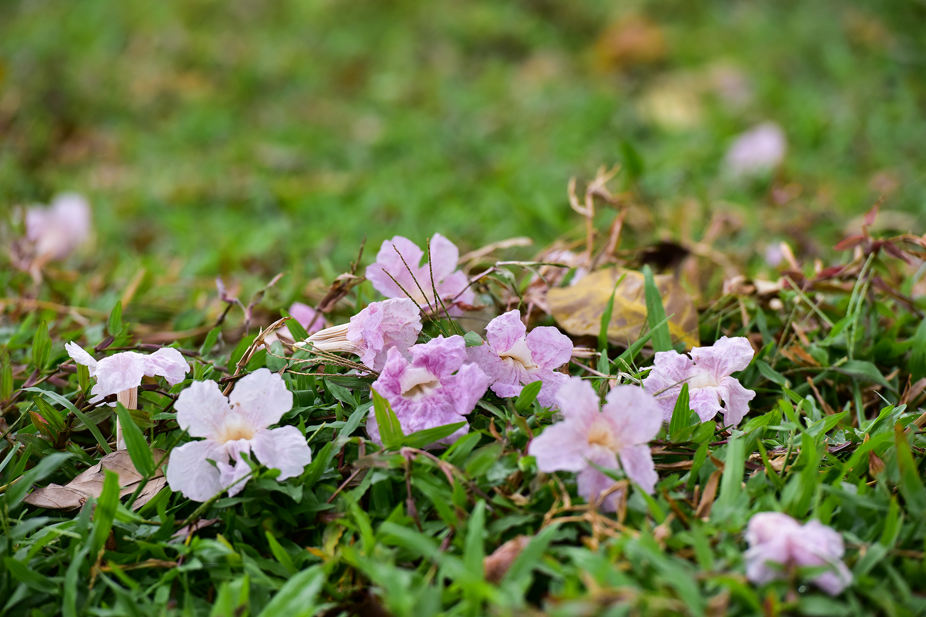 Hoa kèn hồng nở rộ giữa Sài Gòn, đẹp &#34;đốn tim&#34; người đi đường - 14