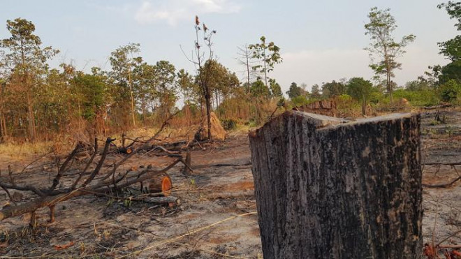 Rừng tan hoang và thái độ khó hiểu của ông Chủ tịch huyện - 2