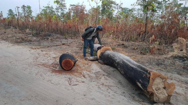 Rừng tan hoang và thái độ khó hiểu của ông Chủ tịch huyện - 1
