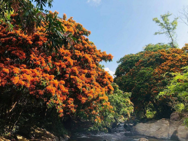 Hoa trang rừng nở rộ sau nhiều năm, suối Tà Má trở thành điểm "check-in" mới của giới trẻ - 6