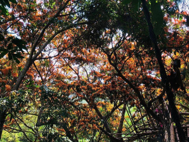 Hoa trang rừng nở rộ sau nhiều năm, suối Tà Má trở thành điểm "check-in" mới của giới trẻ - 7