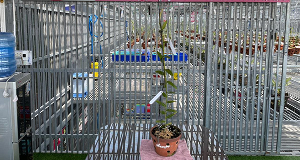 Nghệ nhân Trương Quang Xuyên chia sẻ về đam mê với loài lan quý hiếm - 3