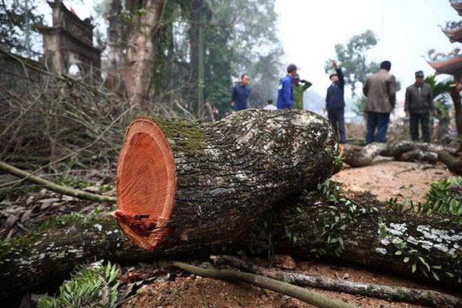 Người đàn ông suốt 10 năm canh giữ “kho báu” từng được trả giá trăm tỷ ở Hà Nội - 3