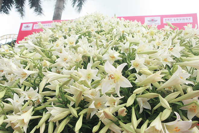 Xuất hiện nón lá “khổng lồ” bằng hoa loa kèn trên phố Hà Nội - 6