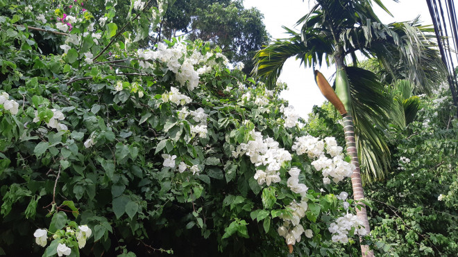 Clip: Xót xa giàn hoa giấy tuyệt đẹp trong hoa viên bị cưa hạ - 4