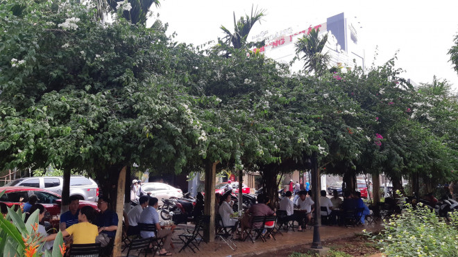 Clip: Xót xa giàn hoa giấy tuyệt đẹp trong hoa viên bị cưa hạ - 3