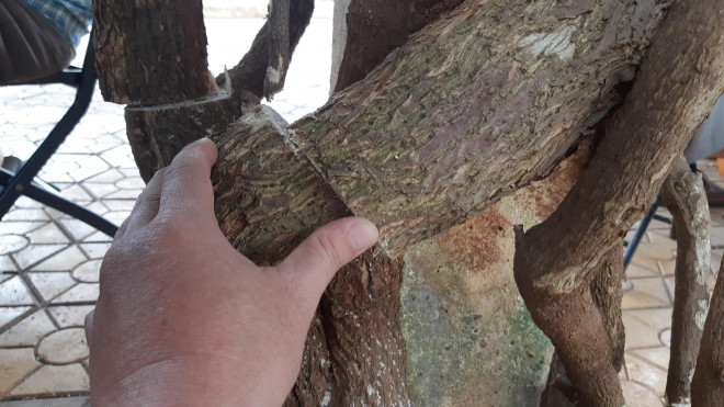 Clip: Xót xa giàn hoa giấy tuyệt đẹp trong hoa viên bị cưa hạ - 2