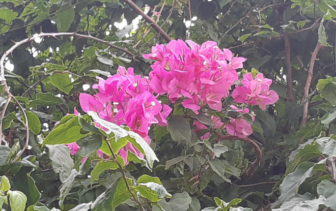 Clip: Xót xa giàn hoa giấy tuyệt đẹp trong hoa viên bị cưa hạ - 5