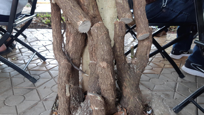 Clip: Xót xa giàn hoa giấy tuyệt đẹp trong hoa viên bị cưa hạ - 9