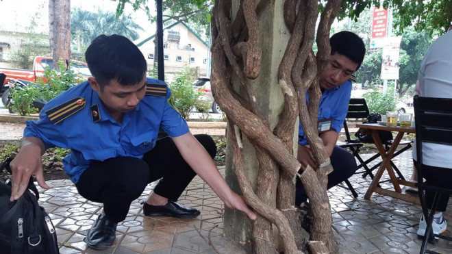 Clip: Xót xa giàn hoa giấy tuyệt đẹp trong hoa viên bị cưa hạ - 7