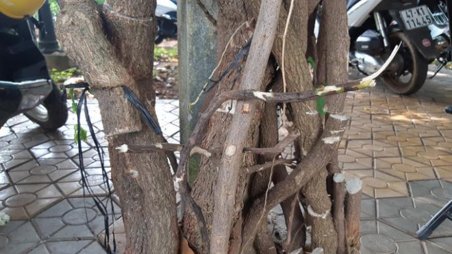 Clip: Xót xa giàn hoa giấy tuyệt đẹp trong hoa viên bị cưa hạ - 8