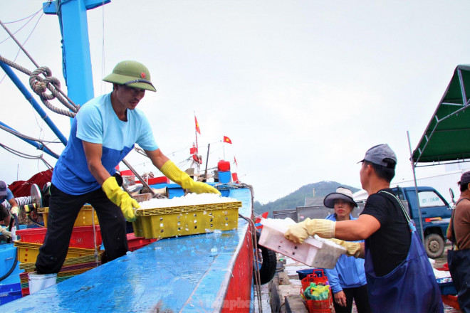 Ngư dân Nghệ An thu hàng trăm triệu mỗi chuyến từ mực luộc tươi trên tàu - 8