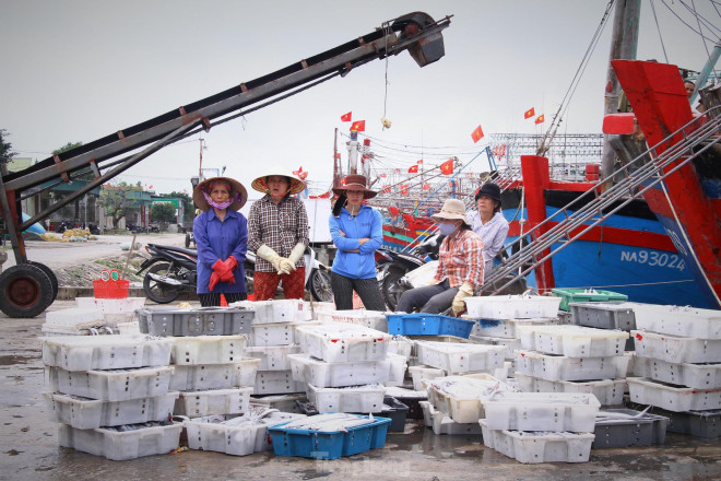 Ngư dân Nghệ An thu hàng trăm triệu mỗi chuyến từ mực luộc tươi trên tàu - 10