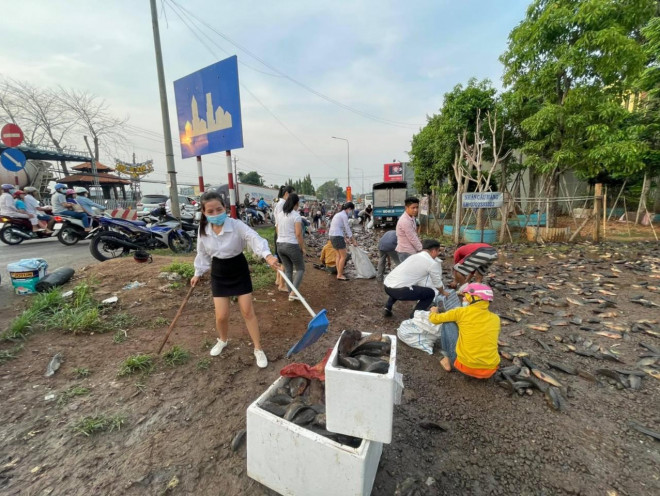 Xe tải lật, 3 tấn cá rô nằm kín mặt đường - 2