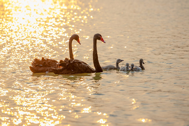 Ecopark Marathon ấn tượng với cung đường “chạy giữa thiên nhiên” đẹp nhất Việt Nam - 7