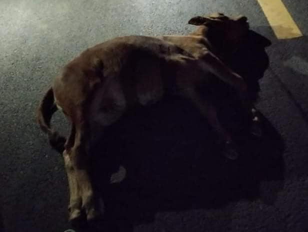 Hai tài xế bị thương nặng vì đâm phải đàn bò thả rông trên đường - 2