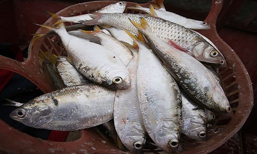 Món cá mòi kho đặc sản chỉ có ở Hải Phòng - 2