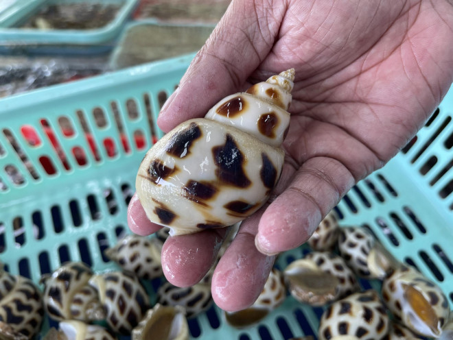 Vụ ốc hương 1,8 triệu đồng/kg: Chủ nhà hàng bị tố chặt chém nói gì? - 5