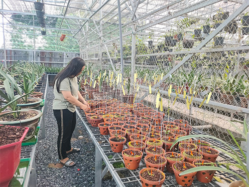 Nghệ nhân Nguyễn Ngọc Phương Anh chia sẻ cách chăm sóc lan giống phát triển khỏe mạnh tại vườn - 2
