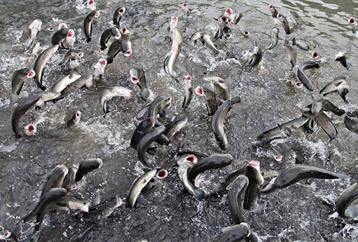 Những điểm đến lý tưởng ở Cần Thơ dịp lễ 30-4 và 1-5 - 18