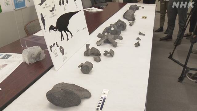 Hóa thạch khủng long phát hiện ở Nhật, được đặt theo tên của một vị thần - 2