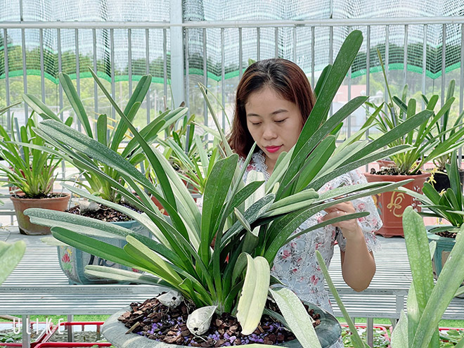 Cơ duyên đặc biệt của bà chủ vườn lan 9X Thùy Linh - 1
