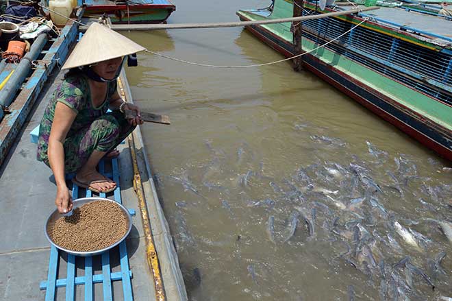 Kỳ lạ: Hàng ngàn con cá lũ lượt kéo đến bến sông ở An Giang, quyết không rời đi - 2