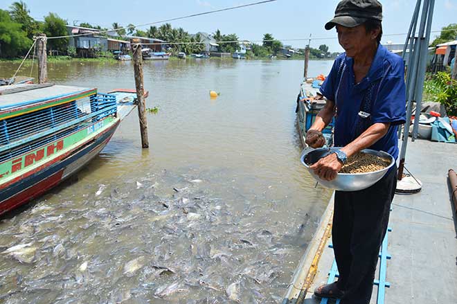 Kỳ lạ: Hàng ngàn con cá lũ lượt kéo đến bến sông ở An Giang, quyết không rời đi - 3