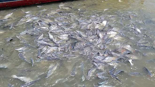 Kỳ lạ: Hàng ngàn con cá lũ lượt kéo đến bến sông ở An Giang, quyết không rời đi - 4