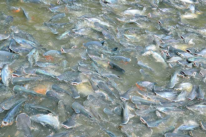 Kỳ lạ: Hàng ngàn con cá lũ lượt kéo đến bến sông ở An Giang, quyết không rời đi - 5