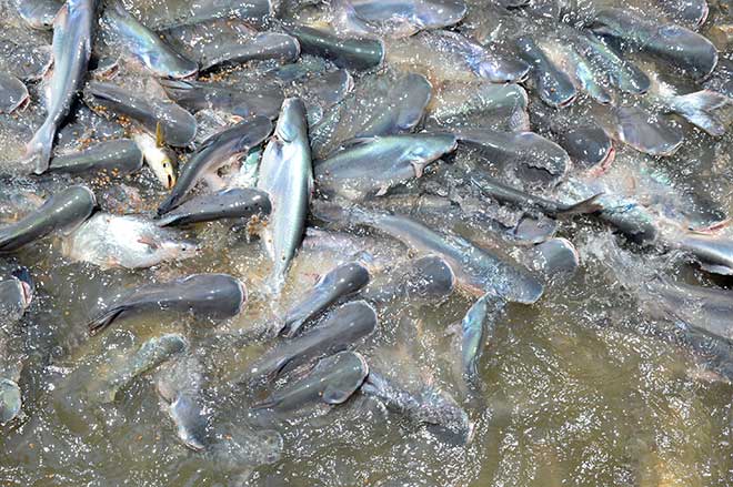 Kỳ lạ: Hàng ngàn con cá lũ lượt kéo đến bến sông ở An Giang, quyết không rời đi - 6
