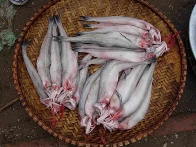 Loại cá chỉ ngon khi vừa chín tới, nhúng lẩu thành món đặc sản số 1 Quảng Bình