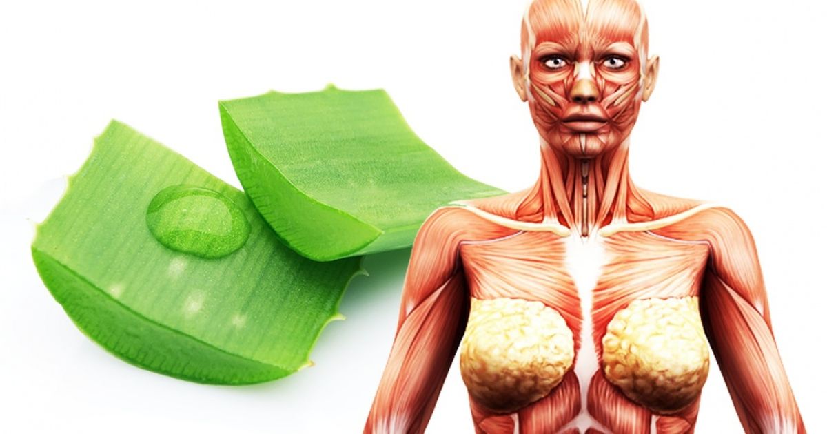 Điều gì xảy ra với cơ thể bạn khi uống, đắp lô hội? - 5