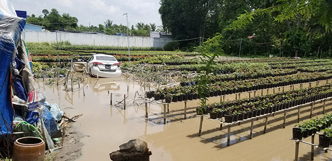 Ô tô 4 chỗ lao xuống giữa ruộng hoa hồng, tài xế bỏ xe đi luôn - 3